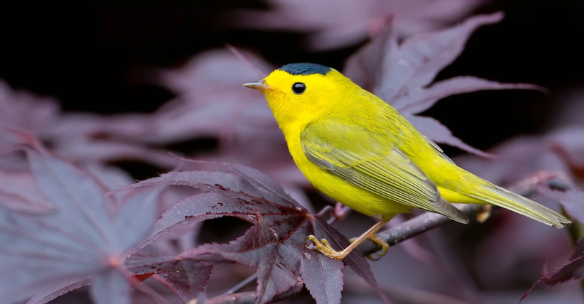 Fall Bird Migration Begins Over Colorado in August